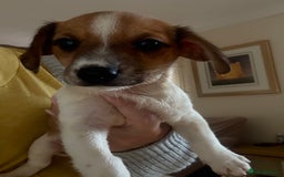 Dachshund dogs for sale: Dachshund x cavachon pups for sale - Image 9