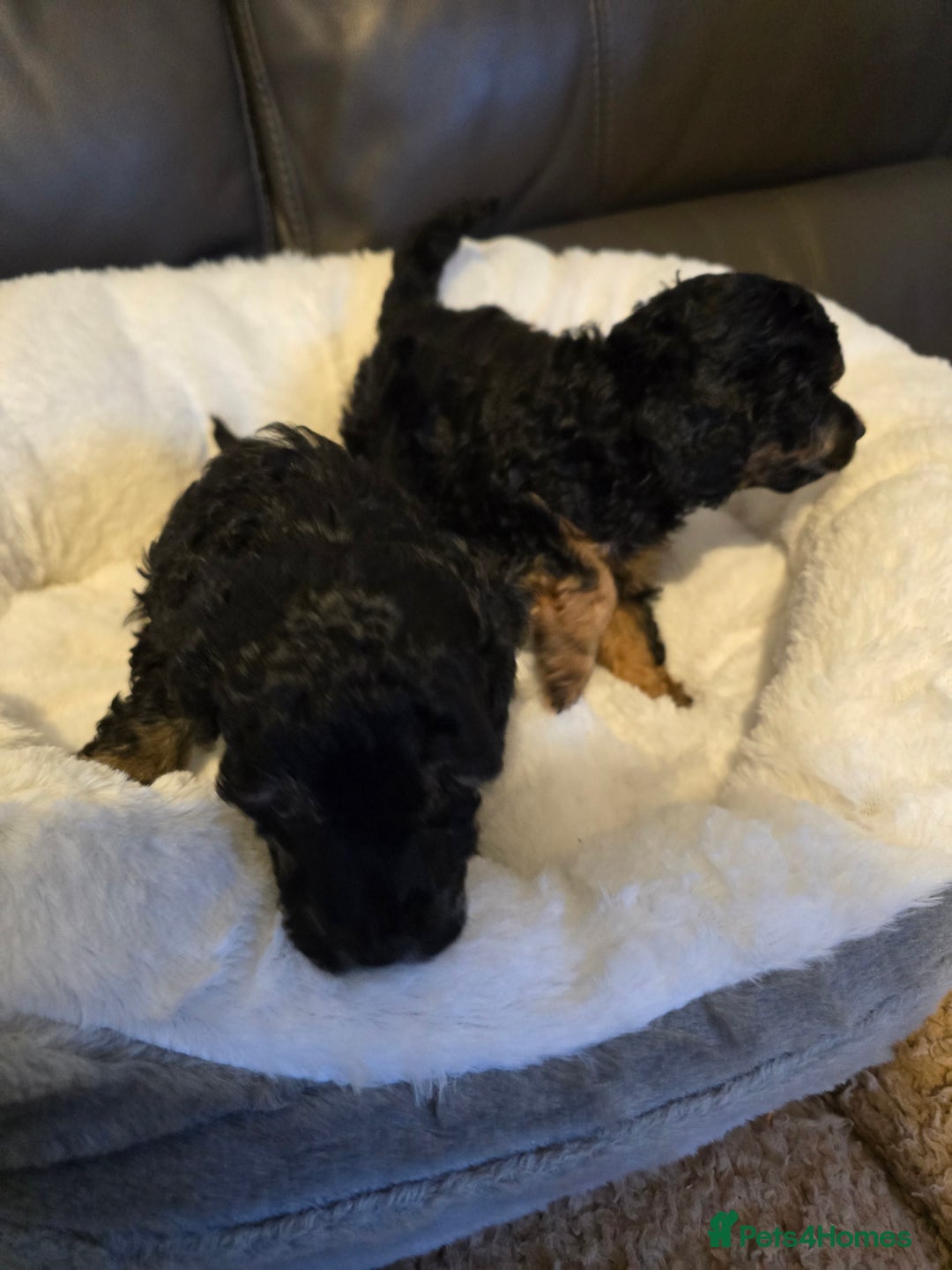 Miniature Poodle dogs for sale: 4 Amazing miniature poodles  - Advert 25