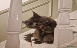 Maine Coon cats for sale: Adult male and female - Image 3