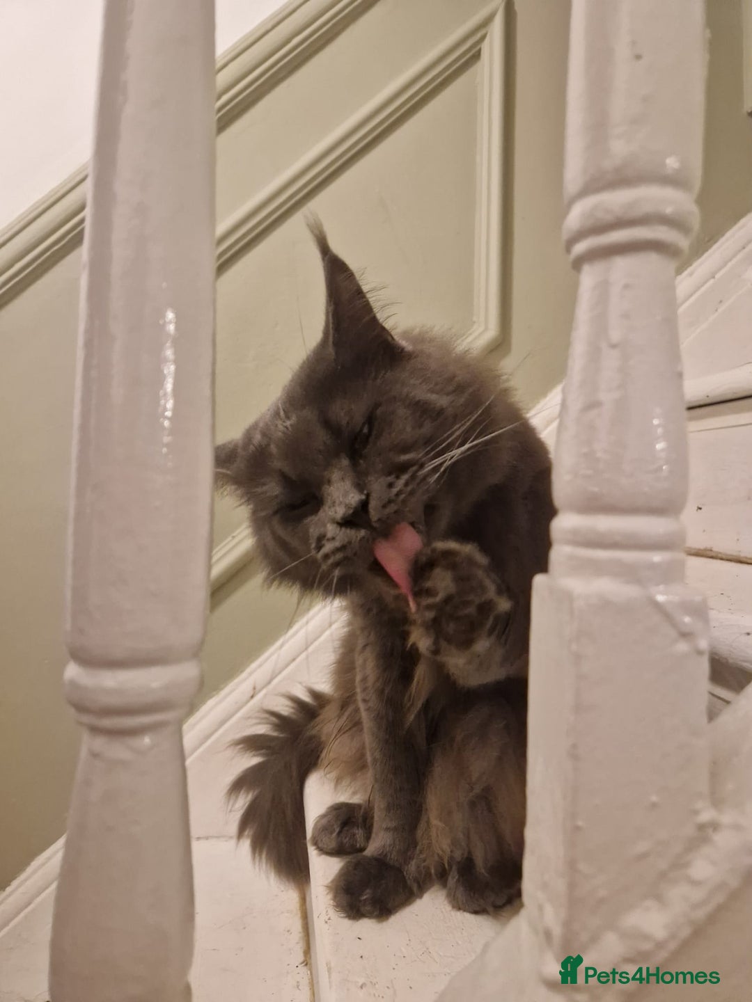 Maine Coon cats for sale: Adult male and female - Image 3