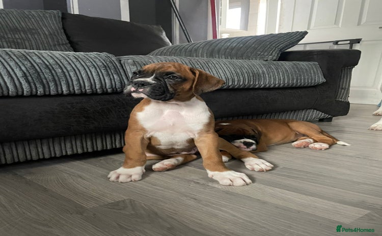 Boxer dogs - Advert 3