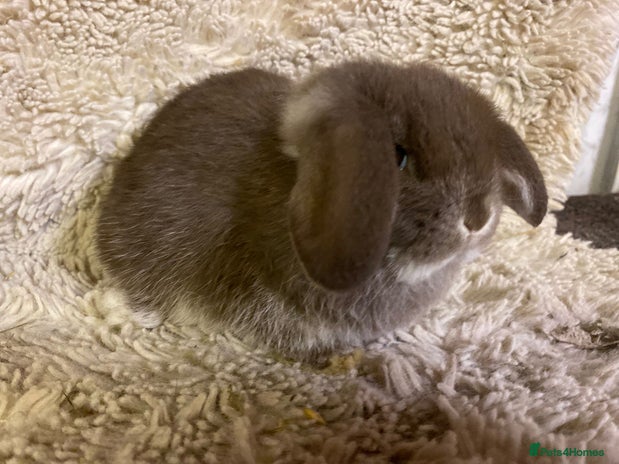 Mini Lop rabbits - Advert 13