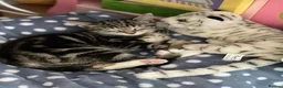 Mixed Breed cats for sale: 14 week old male kitten - Advert 5