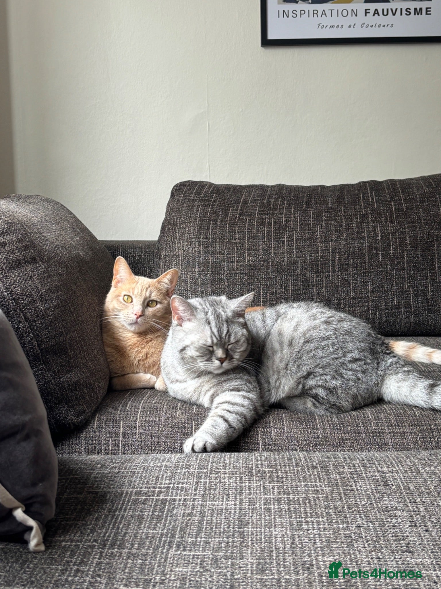 Mixed Breed cats two beautiful brothers  - Advert 3
