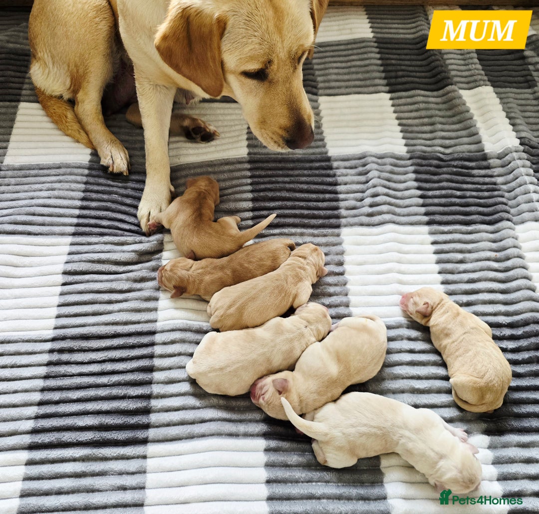 Labrador Retriever dogs for sale: 🐾 Adorable Yellow Labrador Puppies for Sale! 🐾 - Image 11
