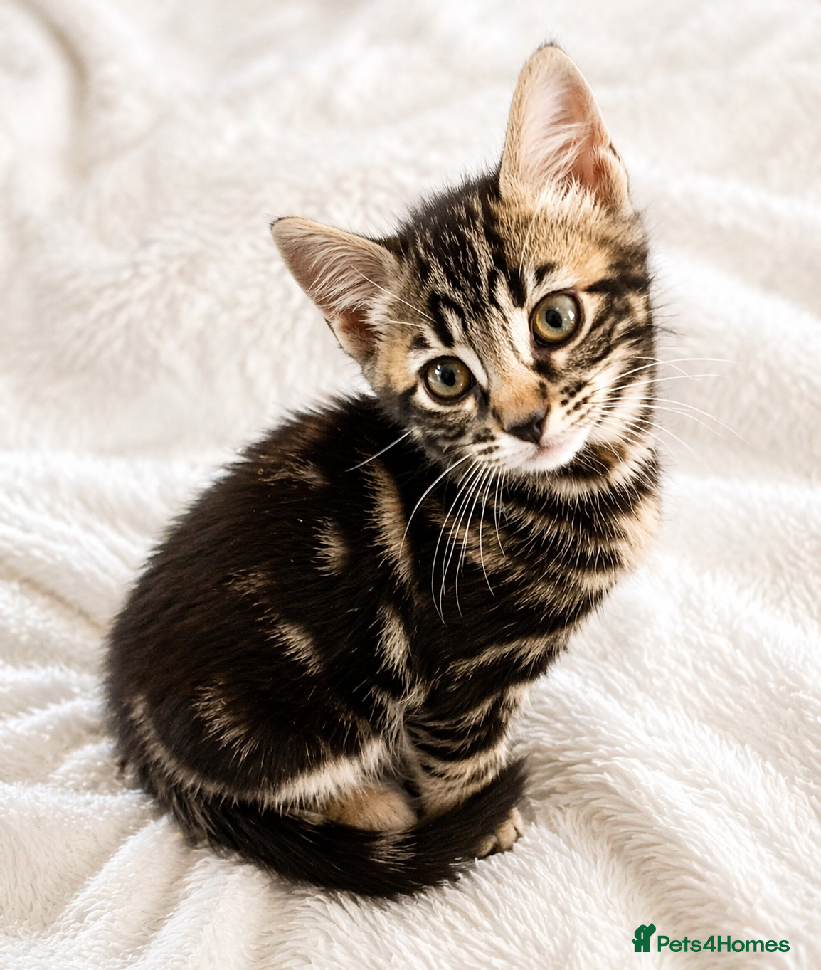 Mixed Breed cats Stunning Bengal Mix Kitten 1 girl. - Advert 11