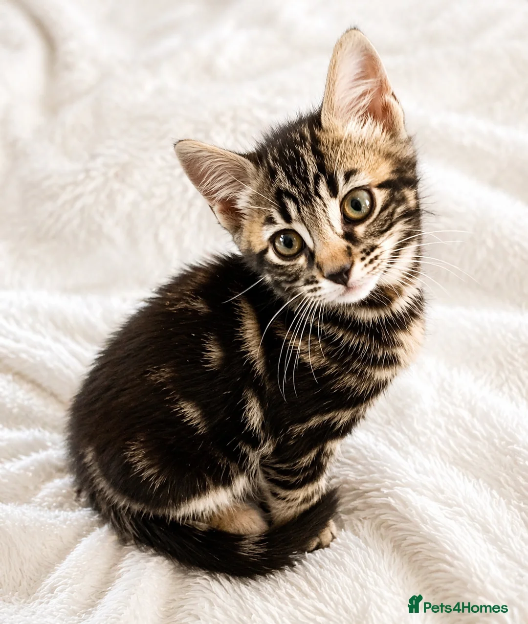 Mixed Breed cats for sale: Stunning Bengal Mix Kitten 1 girl. - Advert 7