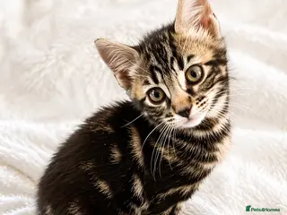 Mixed Breed cats Stunning Bengal Mix Kitten 1 girl. - Advert 2