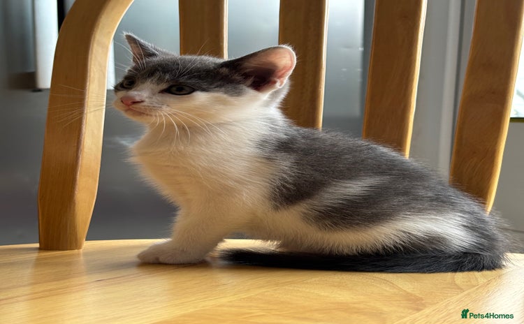 Domestic Shorthair cats - Advert 1