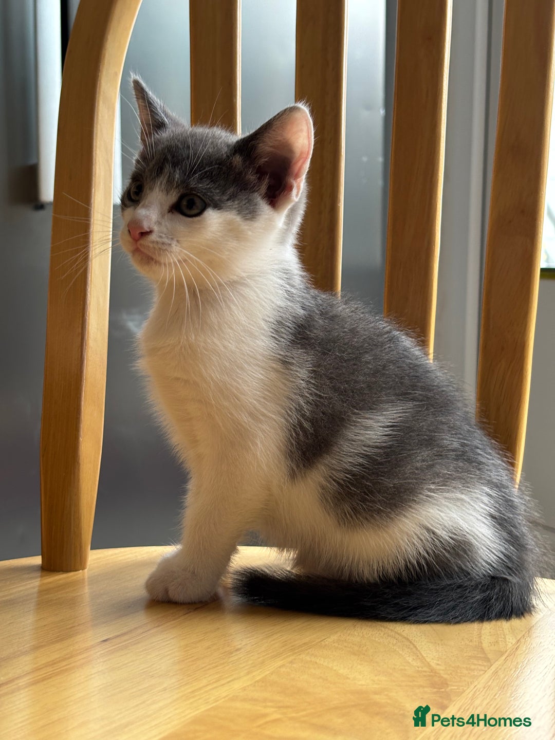 Domestic Shorthair cats for sale: Kitten 🐈‍⬛ looking for loving home 🏠  - Image 1