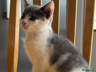 Domestic Shorthair cats - Advert 20