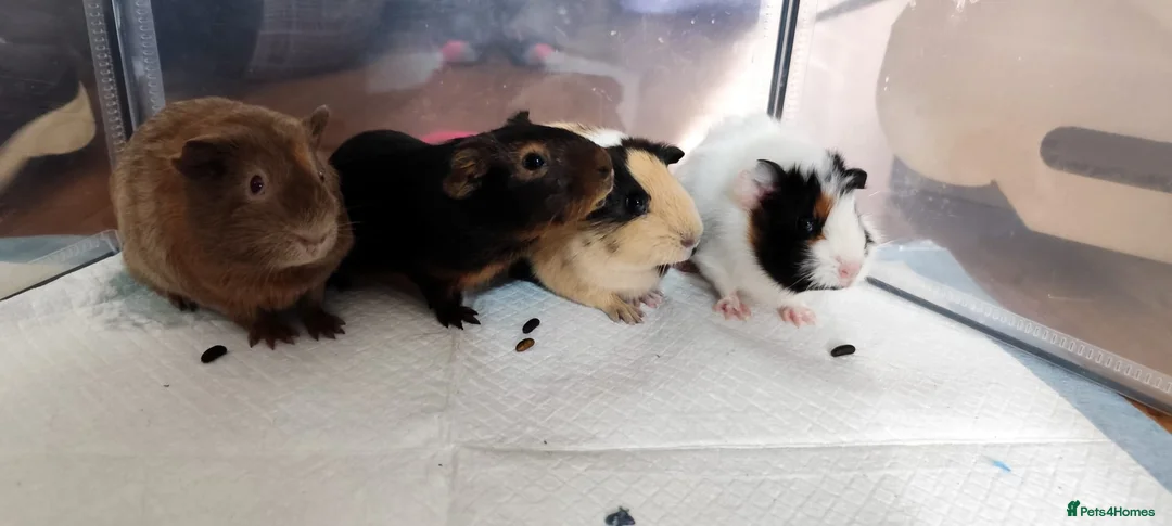 Guinea Pig rodents for sale: 4 female guinea pigs bonded - indoor - Advert 2