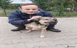 Mixed Breed dogs for adoption: HONEY !  a Lovely 3 LEGGED Boy - for a Loving Home - Image 1