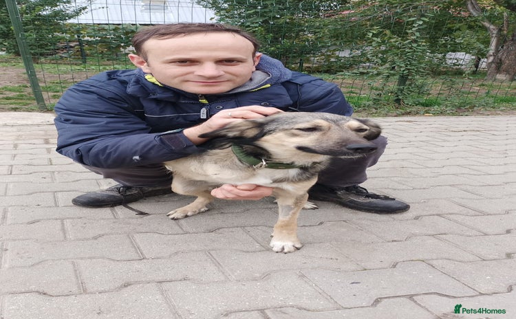 Mixed Breed dogs - Advert 4