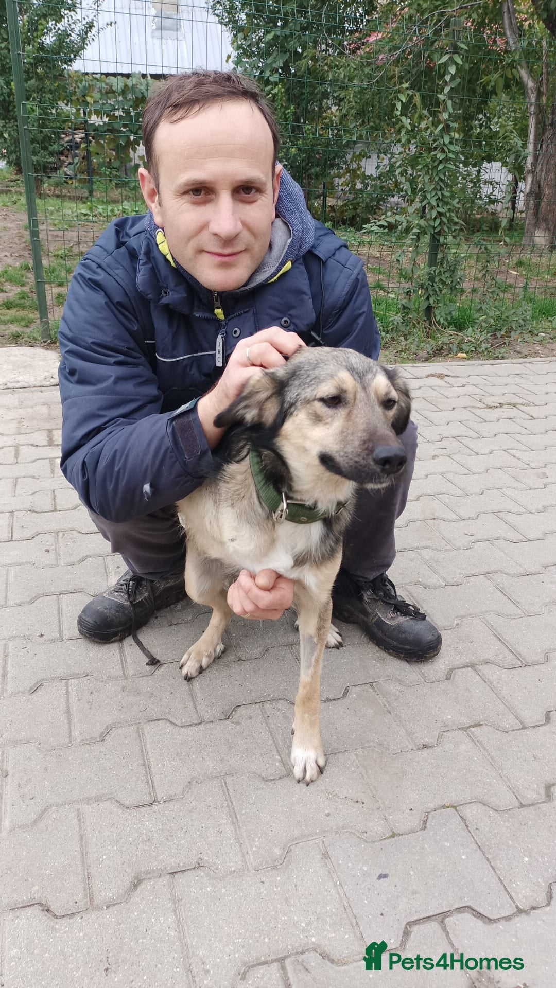 Mixed Breed dogs for adoption: HONEY !  a Lovely 3 LEGGED Boy - for a Loving Home - Advert 1