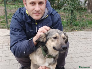 Mixed Breed dogs - Advert 5