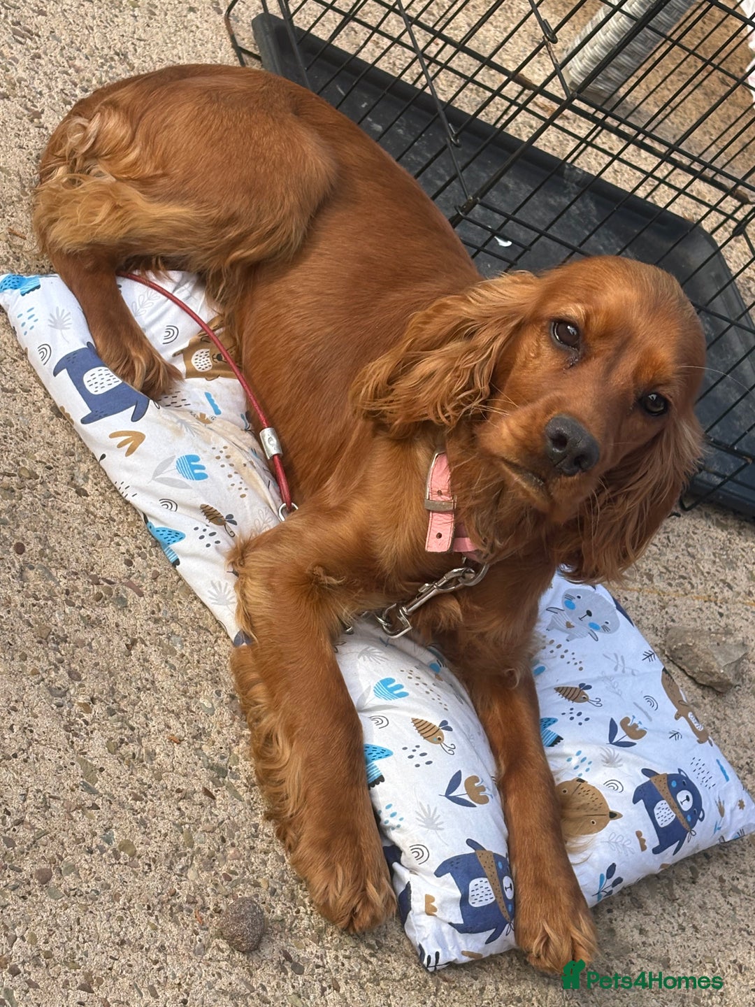 Cocker Spaniel dogs for sale: Cocker spaniel  - Image 2