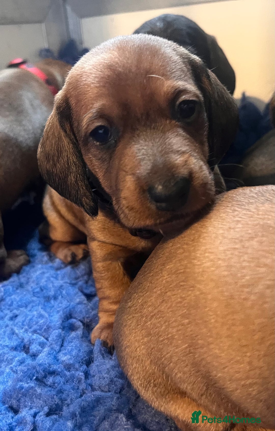 Dachshund dogs for sale: FULLY health tested KC wirehair dachshund (Teckel) - Image 7