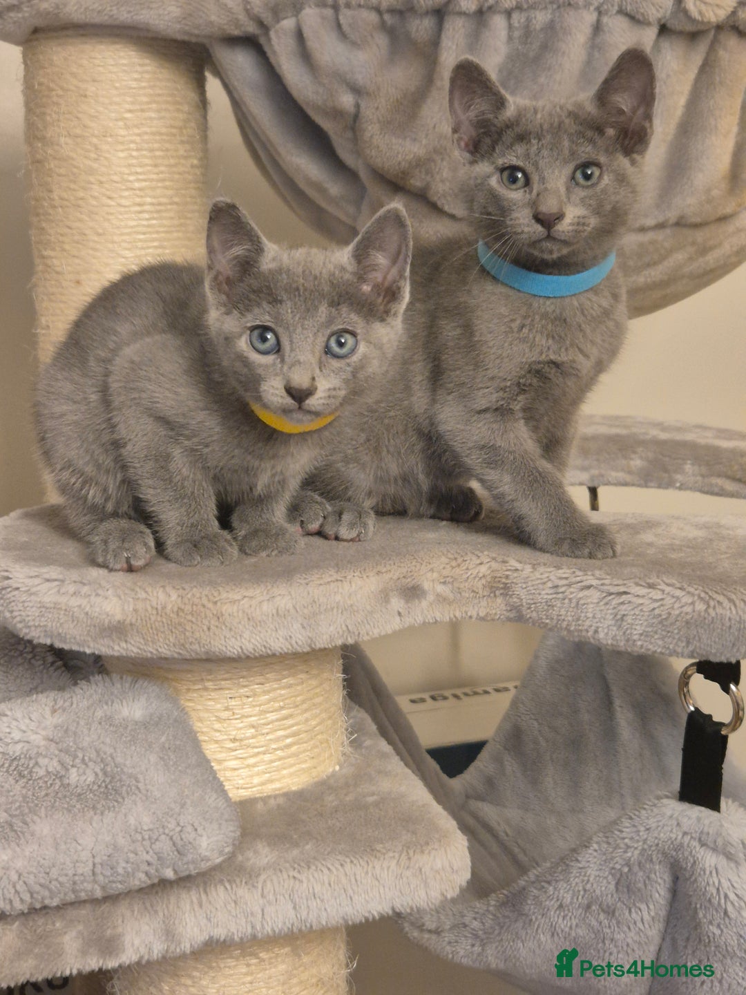 Russian Blue cats for sale: Amazing Russian Blue kittens 💙 - Advert 2