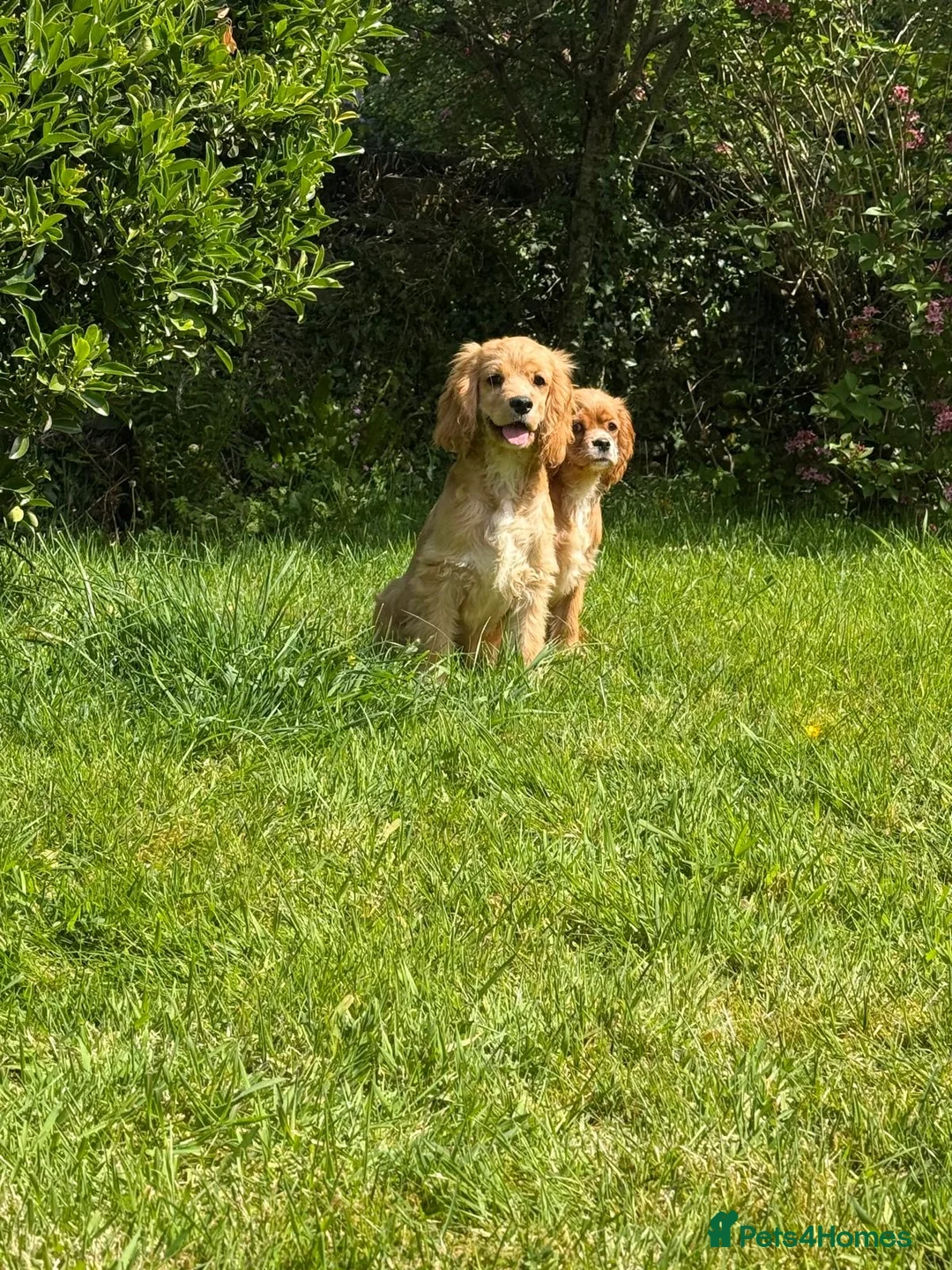 Cockalier dogs for sale: Fully vaccinated cockaliers - Advert 12