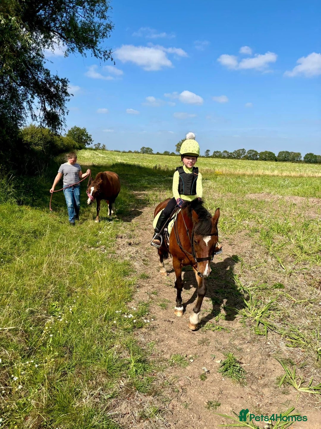 Welsh Section B horses for sale: Welsh part bred lead rein / confident first ridden - Advert 7