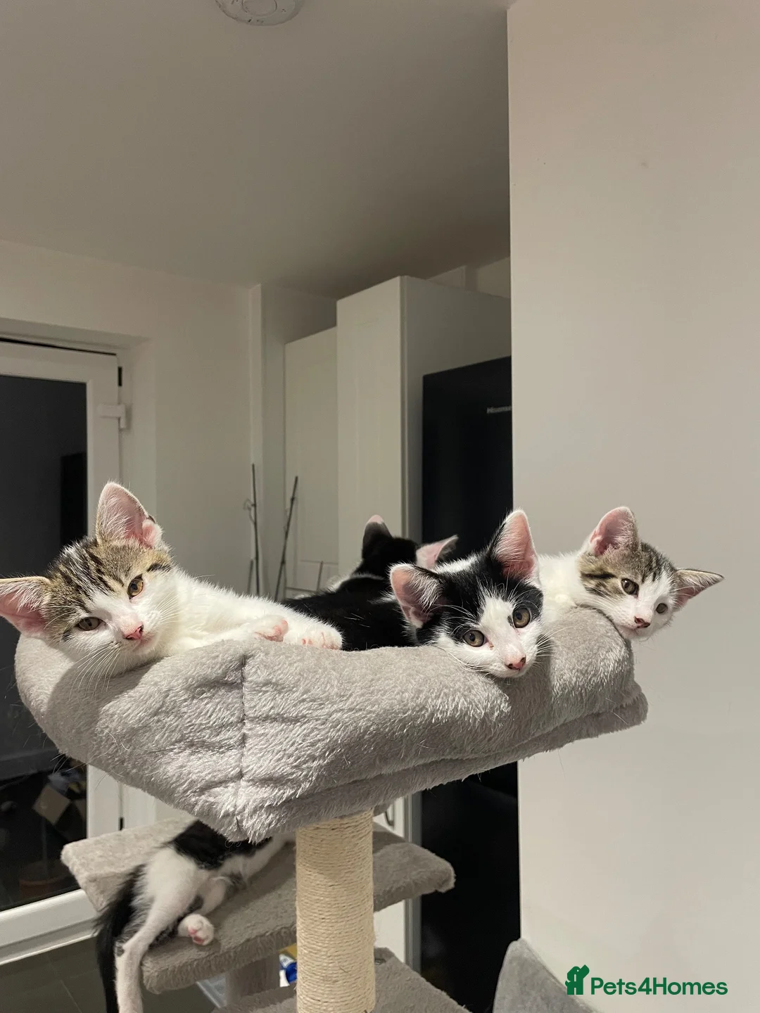Mixed Breed cats for sale: Beautiful kittens looking for loving homes - Advert 7