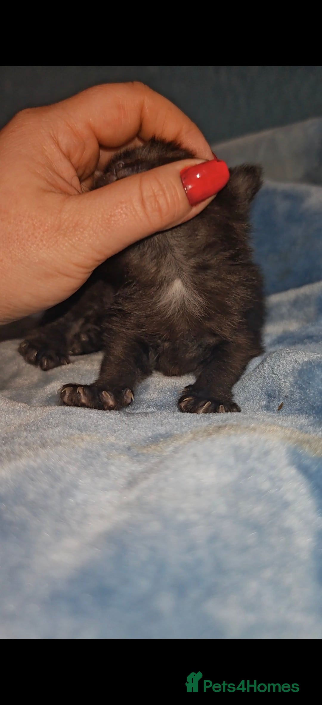 Mixed Breed cats for sale: Beautiful kittens  - Advert 15