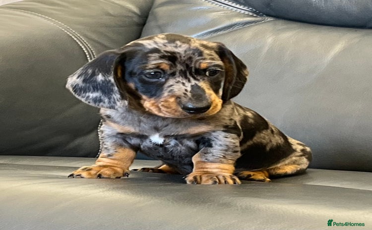 Miniature Dachshund dogs - Advert 14