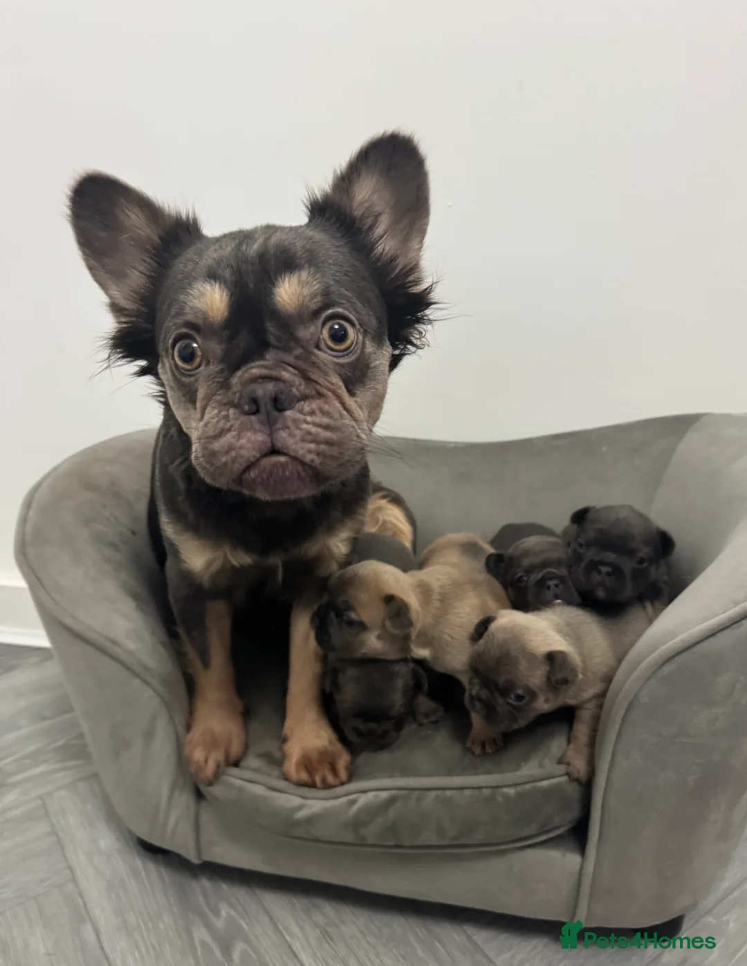 French Bulldog dogs for sale: 5 Beautiful Fluffy Carrier French Bulldog Puppies  - Advert 7
