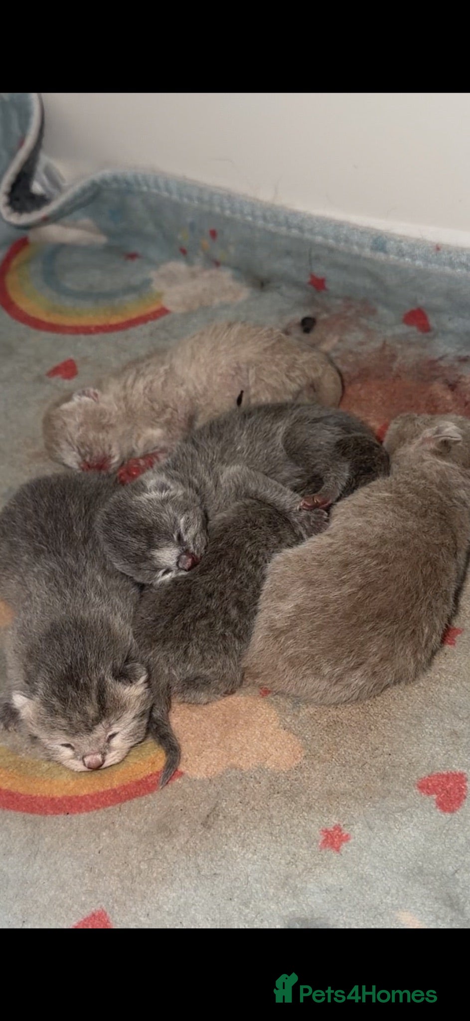British Shorthair cats 10 beautiful BSH (unknown genders) - Advert 4