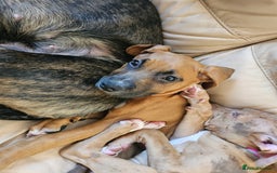 Boxer dogs for sale: Beautiful female boxer puppy  - Image 5
