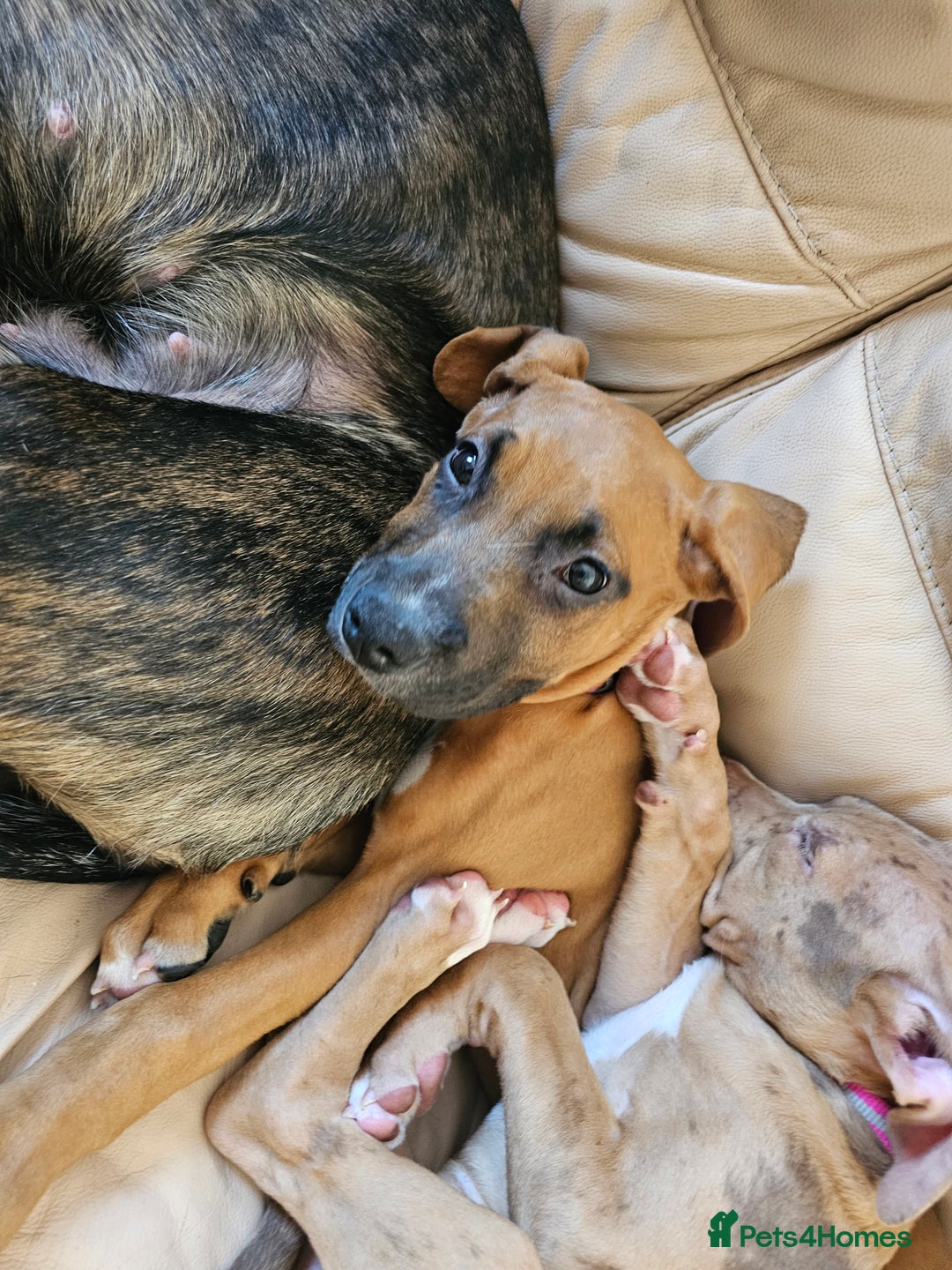Boxer dogs for sale: Beautiful female boxer puppy  - Image 5