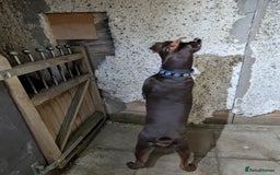 Dobermann dogs for sale: Beloved doberman 13m old puppy for sale in London - Image 4
