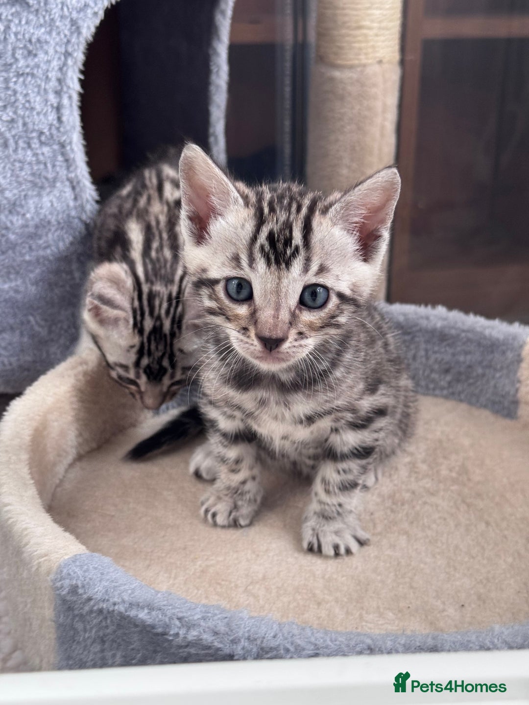 Bengal cats for sale: Ready mid March. Stunning TICA-registered Bengals  - Advert 8