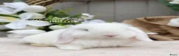 Mini Lop rabbits for sale: One Male One Female Mini Lop Babies to reserve now - Advert 8