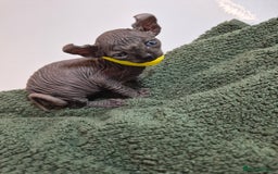 Sphynx cats for sale: Sphynx kittens  - Image 15