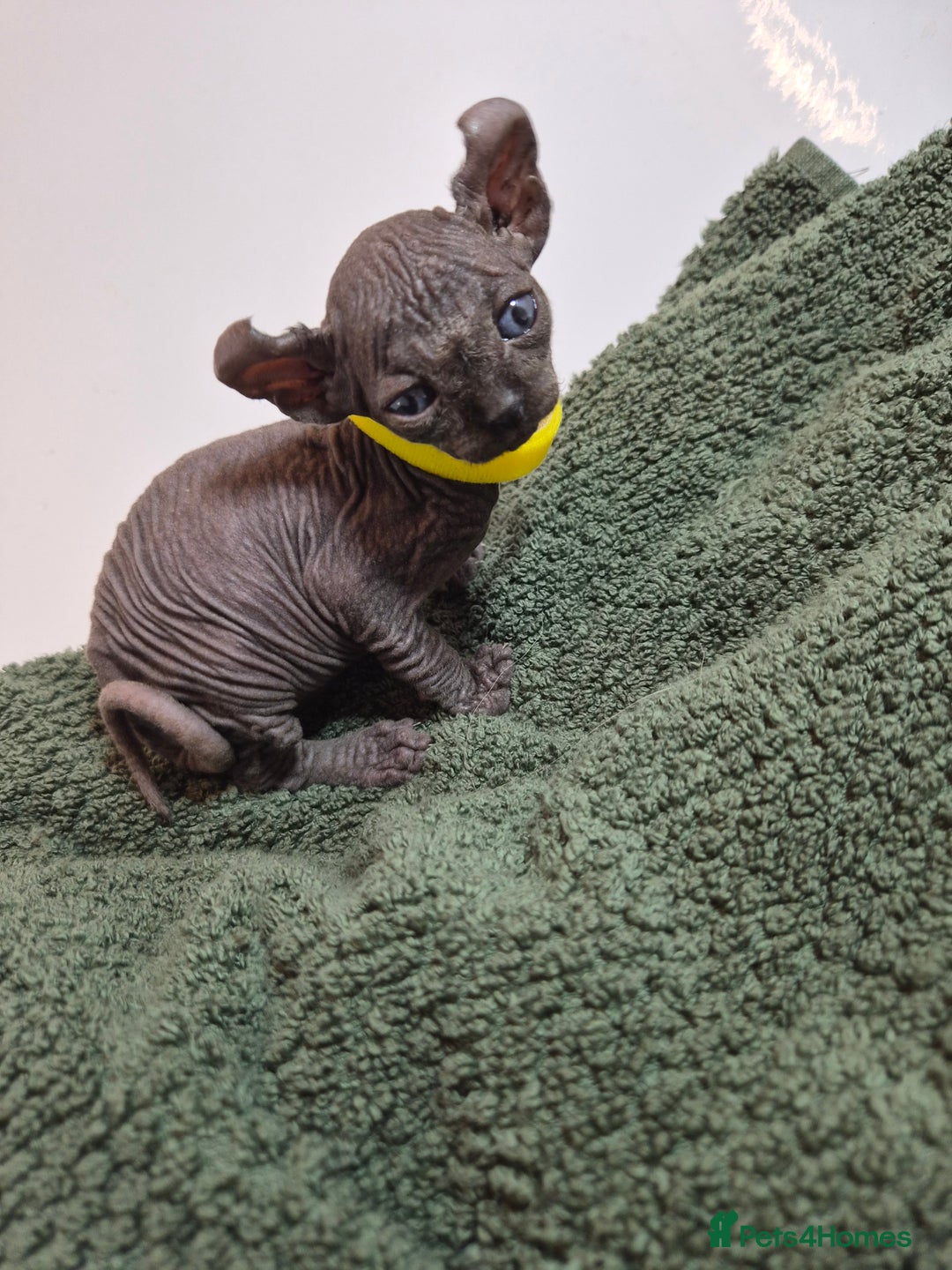 Sphynx cats for sale: Sphynx kittens  - Image 15