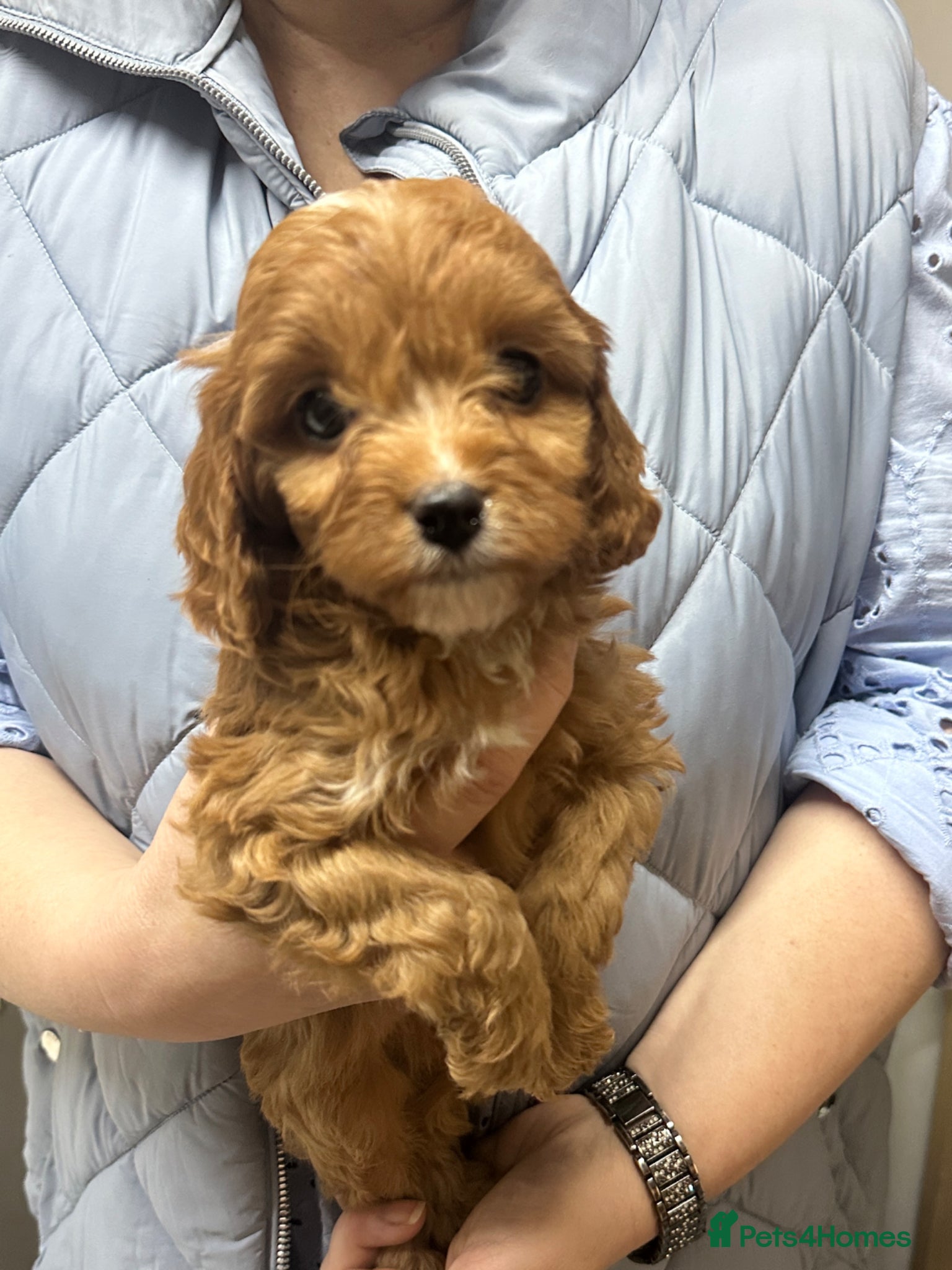 Cavapoo dogs Stunning Cavapoo Puppies - DNA tested parents - Advert 1