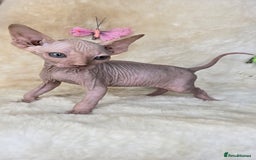 Sphynx cats for sale: Sphynx kittens bominant odd eyes  - Image 10