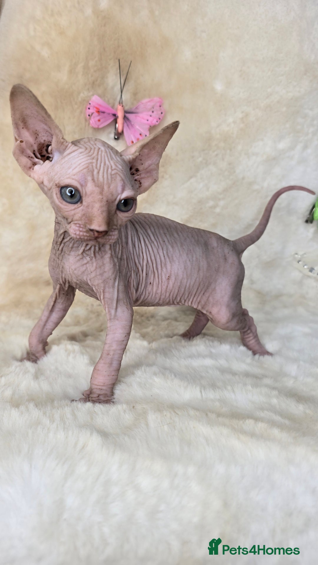 Sphynx cats for sale: Sphynx kittens bominant odd eyes  - Image 10