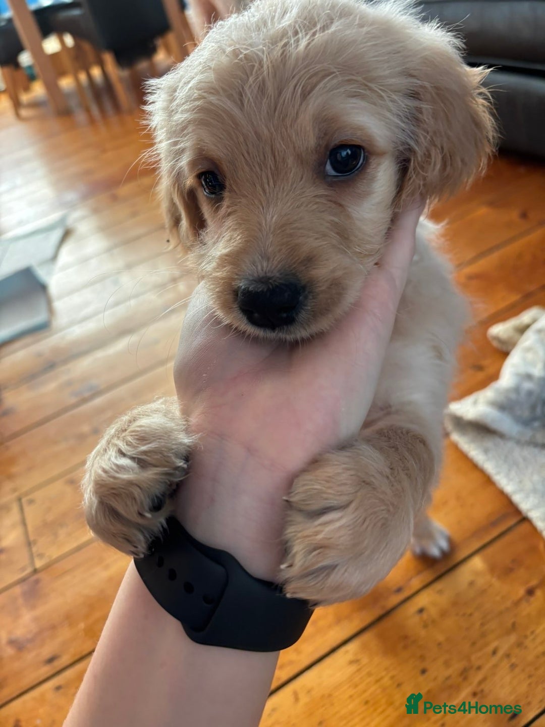 Mixed Breed dogs for sale: Bernedoodle - Advert 5