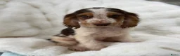 Cocker Spaniel dogs for sale: Show cocker spaniel boy puppies - Advert 17