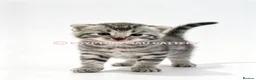 Egyptian Mau cats for sale: TICA reg SNOW LEOPARD EGYPTIAN MAU X BENGAL  - Advert 18