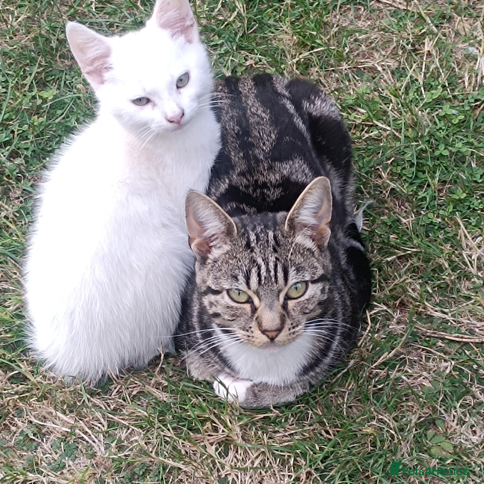 Mixed Breed cats Beautiful male kitten for sale - Advert 1
