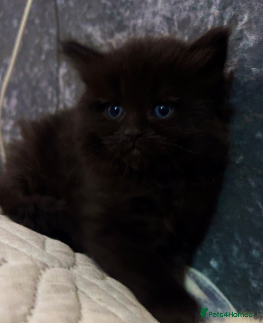 Mixed Breed cats for sale: Maine Coon X Ragdoll Kittens - Advert 4