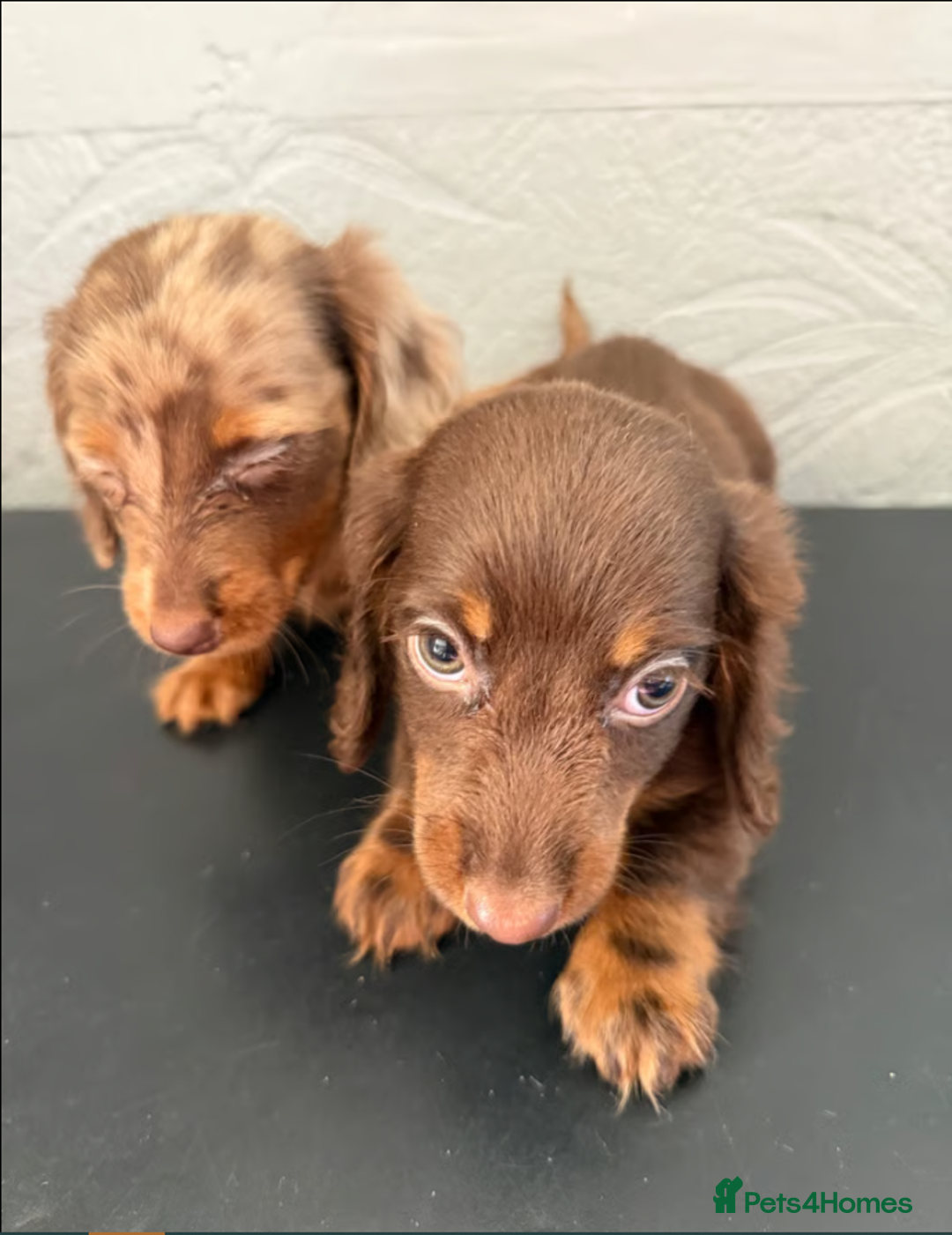 Miniature Dachshund dogs for sale: Miniature Dachshund Puppies - Image 4