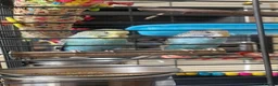 Budgerigars birds for sale:  Budgies for sale with cage ,toys ,etc - Advert 2