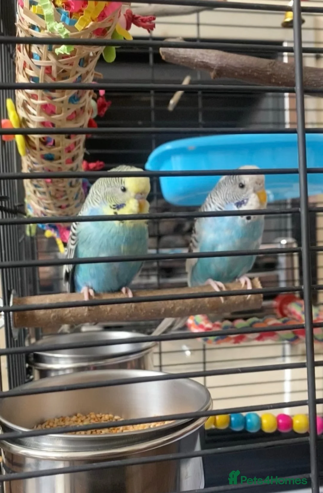 Budgerigars birds for sale:  Budgies for sale with cage ,toys ,etc - Advert 2
