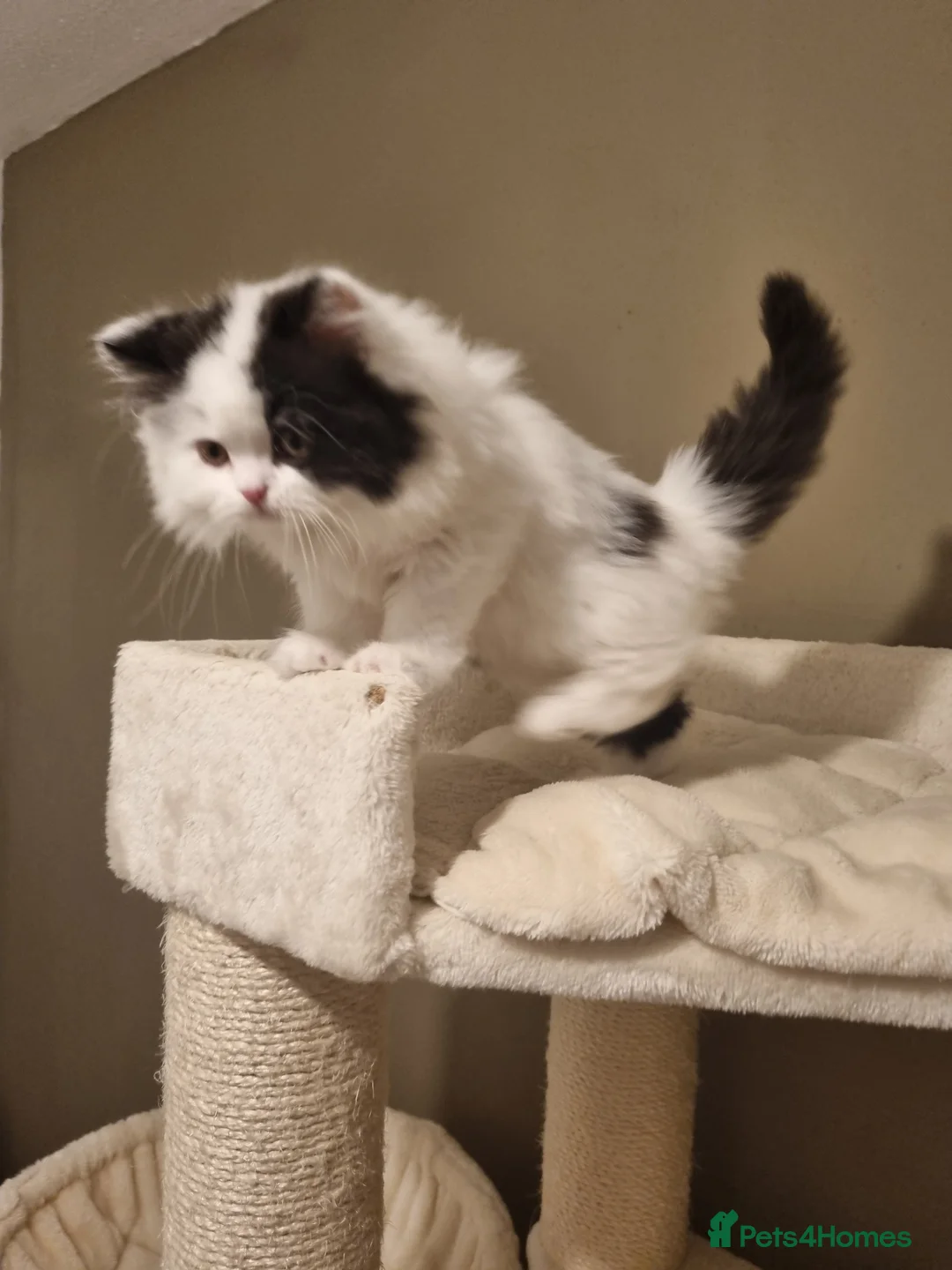 British Shorthair cats for sale: World class British Shorthair & Longhair kittens - Advert 14