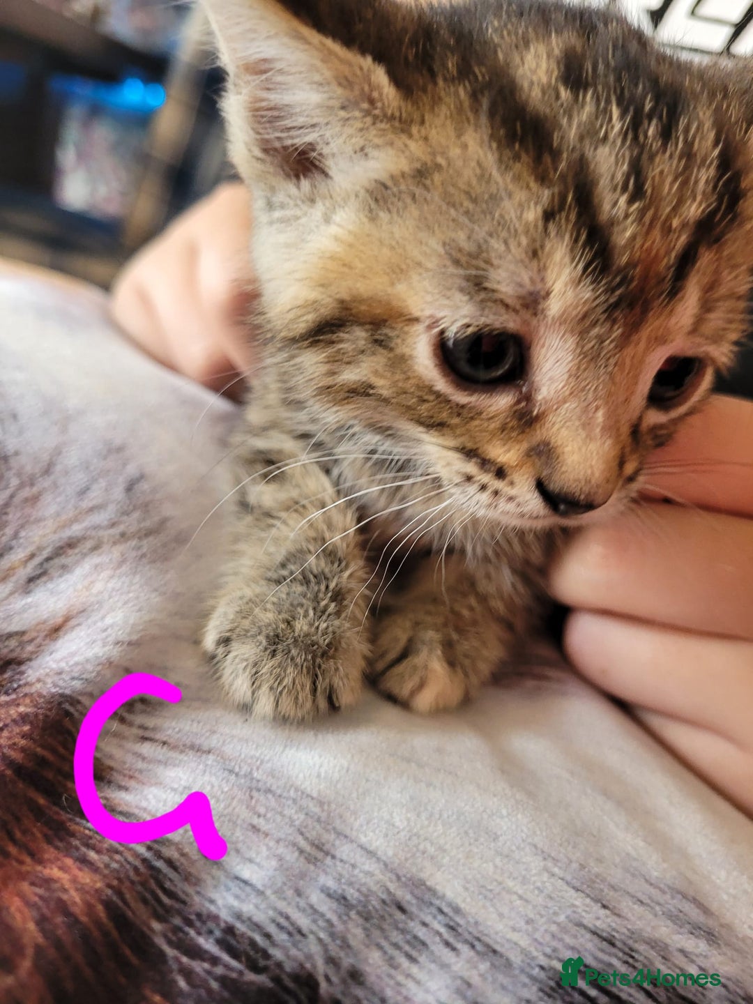 British Shorthair cats for sale: Gorgeous Short Haired Tabby Kittens  Well-Handled  - Image 4